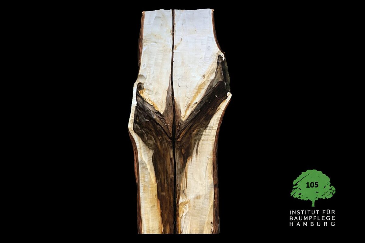 Tree_trunk_split_showcasing_decay.jpg
